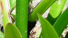 Xanthopastis timais