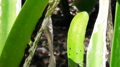 Xanthopastis timais