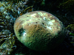 Asteropus