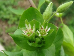 Stellaria neglecta