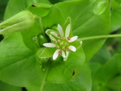 Stellaria neglecta