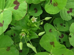 Stellaria neglecta
