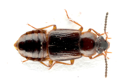 Phyllodrepoidea crenata