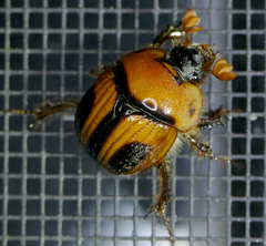 Bolbocerosoma confusum