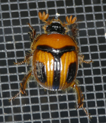 Bolbocerosoma confusum