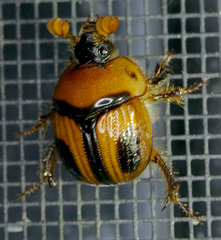 Bolbocerosoma confusum