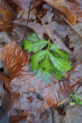 Hydrophyllum virginianum