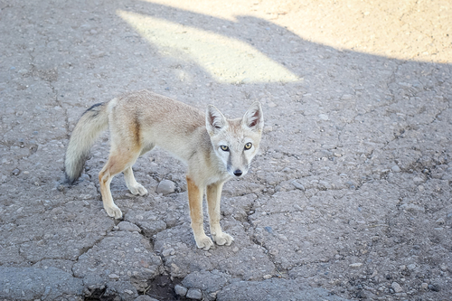 Corsac Fox