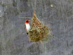 Anaplectes rubriceps