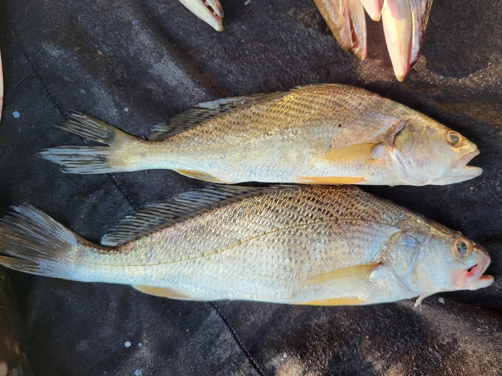 Law croaker (Pseudotolithus senegallus) — Sciaenidae
