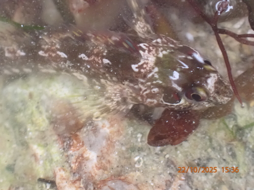 Lipophrys pholis
