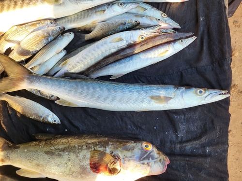 Guinean barracuda (Sphyraena afra) — Sphyraenidae — 5