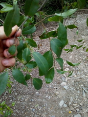 Ruprechtia laxiflora