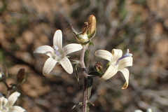 Wahlenbergia thunbergiana