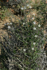 Wahlenbergia thunbergiana