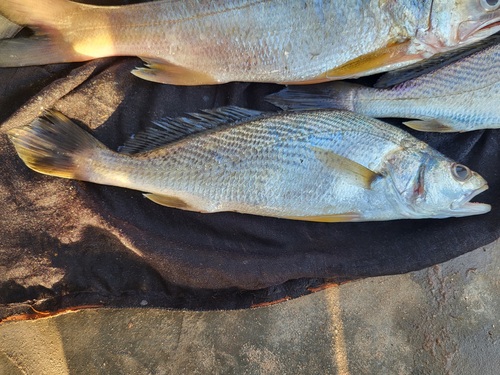 Law croaker (Pseudotolithus senegallus) — Sciaenidae — 5