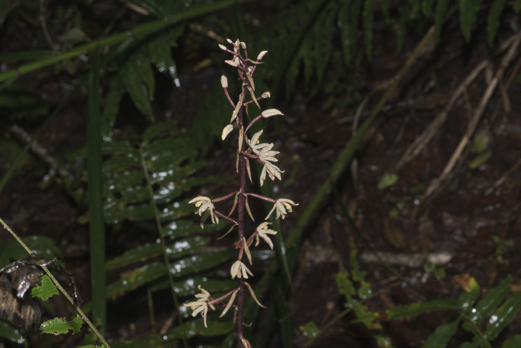 Aphyllorchis montana