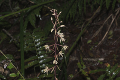 Leafless orchid (Aphyllorchis)