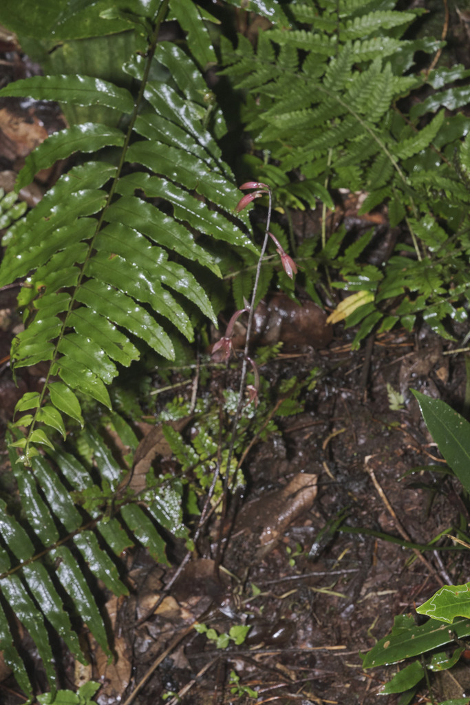 Ania penangiana