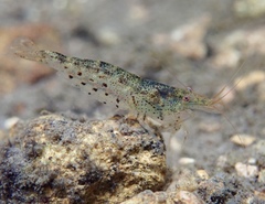 Caridina cantonensis