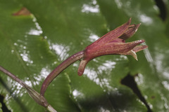 Ania penangiana, photograph Shawn O'Donnell, CC BY, iNaturalist via GBIF