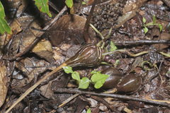 Ania penangiana, photograph Shawn O'Donnell, CC BY, iNaturalist via GBIF