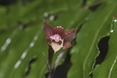Ania penangiana, photograph Shawn O'Donnell, CC BY, iNaturalist via GBIF