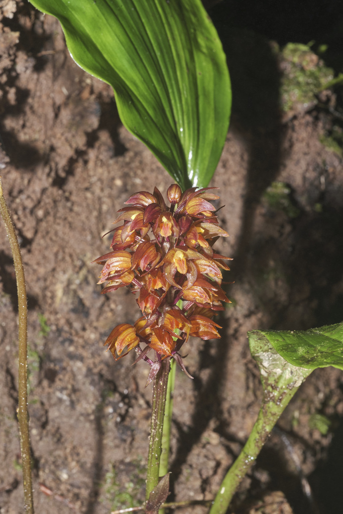 Diglyphosa latifolia