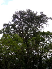 Ruprechtia laxiflora