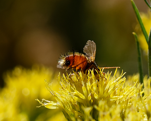Unknown species found near Santa Fe County, NM, USA