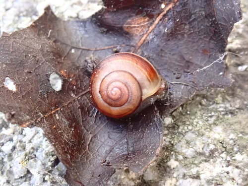 Cepaea