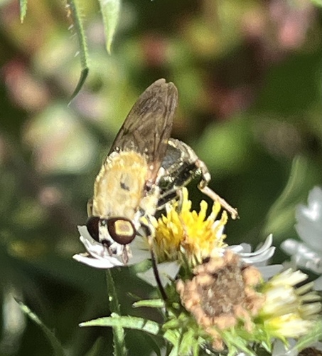Unknown species found near University of Delaware, Newark, DE, US