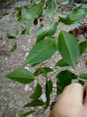 Ruprechtia laxiflora