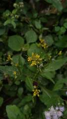 Rorippa indica