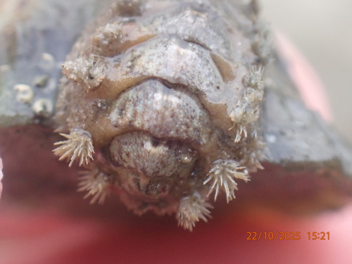Acanthochitona crinita
