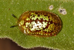 Conchyloctenia hybrida