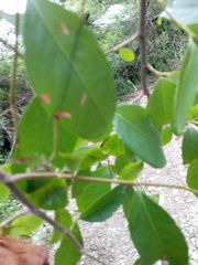 Ruprechtia laxiflora