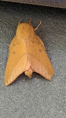 Adeloneivaia