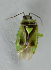Orthops scutellatus