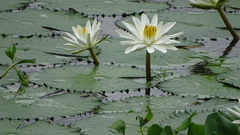 Nymphaea ampla