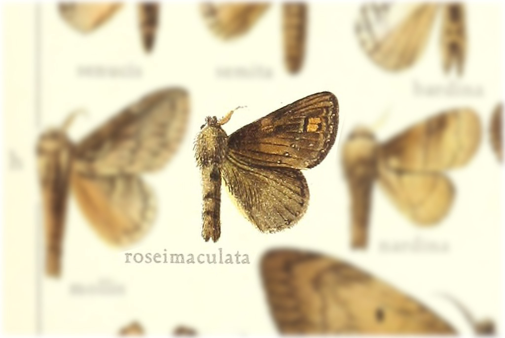 Euglyphis roseimaculata