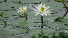 Nymphaea ampla