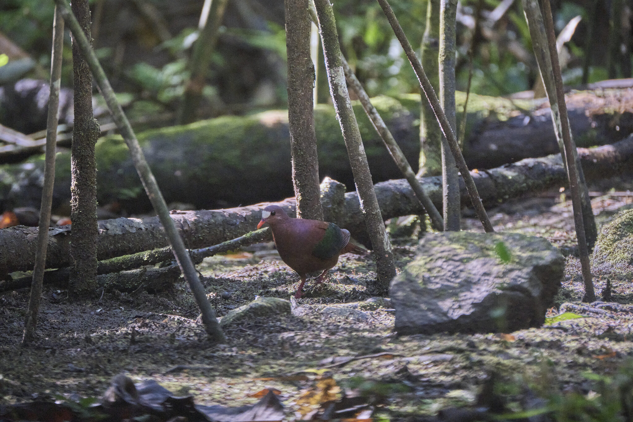 Stephan's Emerald Dove (Chalcophaps stephani), photo 1