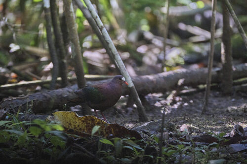 Stephan's Emerald Dove (Chalcophaps stephani), photo 2