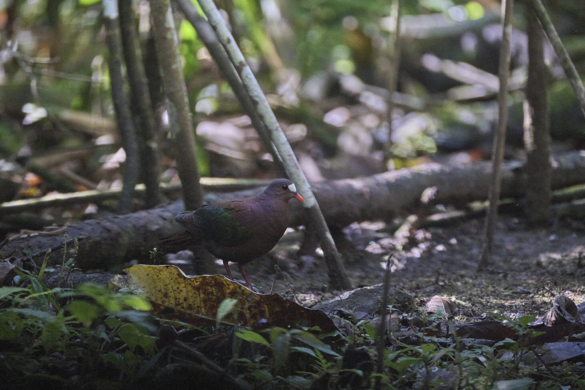 Stephan's Emerald Dove (Chalcophaps stephani), photo 2