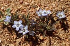 Wahlenbergia acaulis