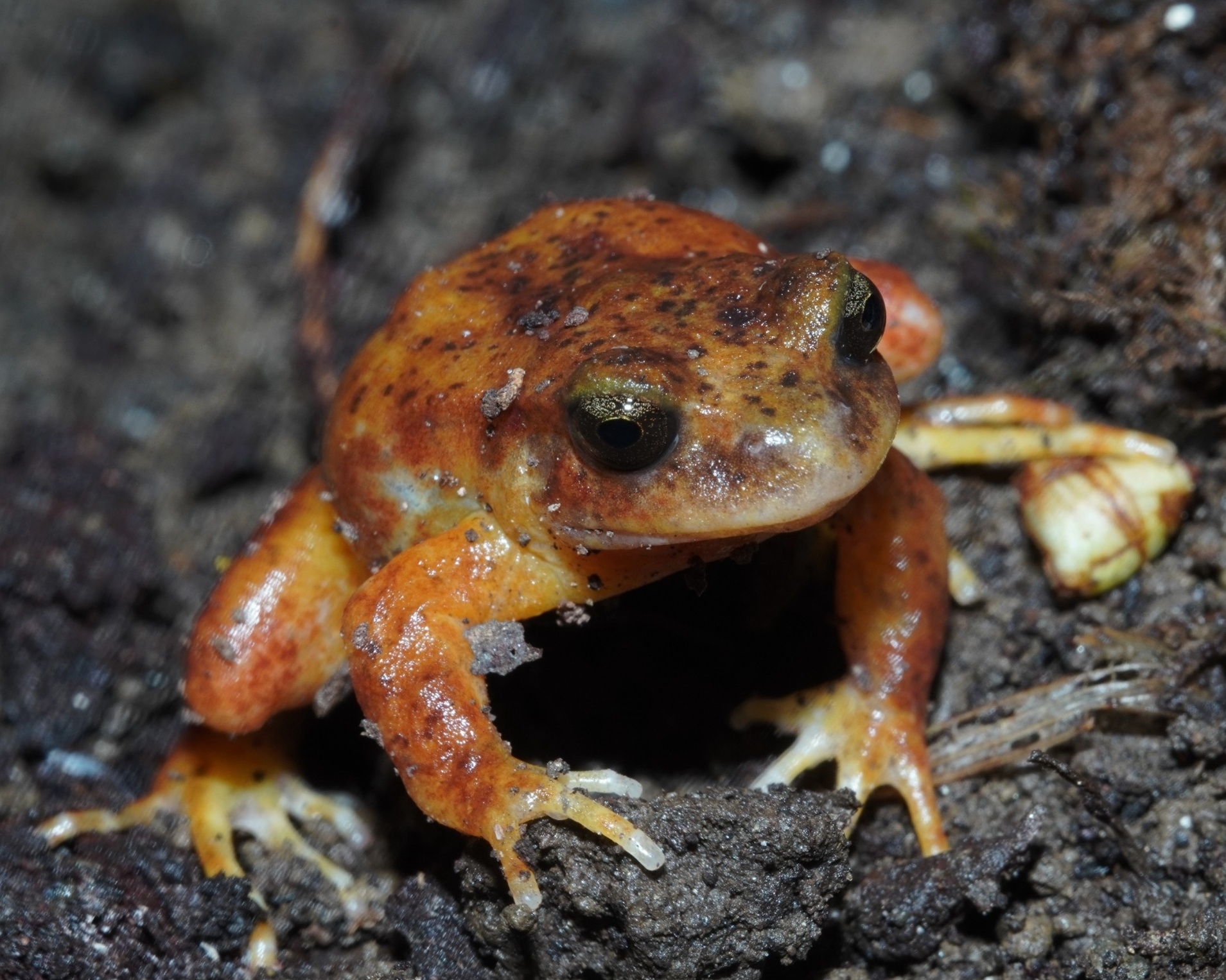 Eupsophus altor Nuñez, Rabanal & Formas, 2012