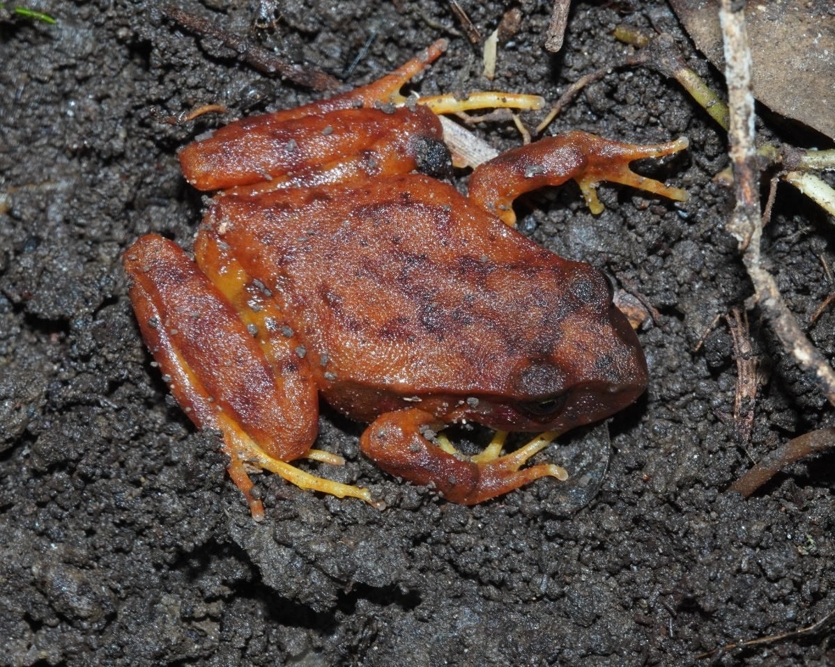 Eupsophus altor Nuñez, Rabanal & Formas, 2012
