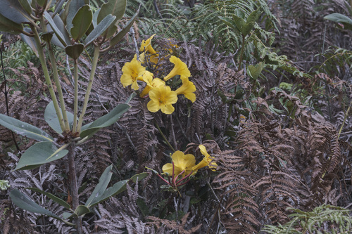 Vireya Rhododendron (Rhododendron laetum)
