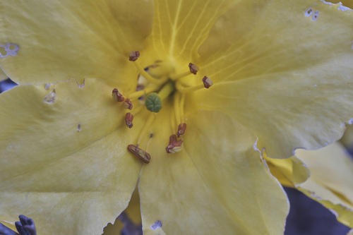 Rhododendron laetum, photograph 2